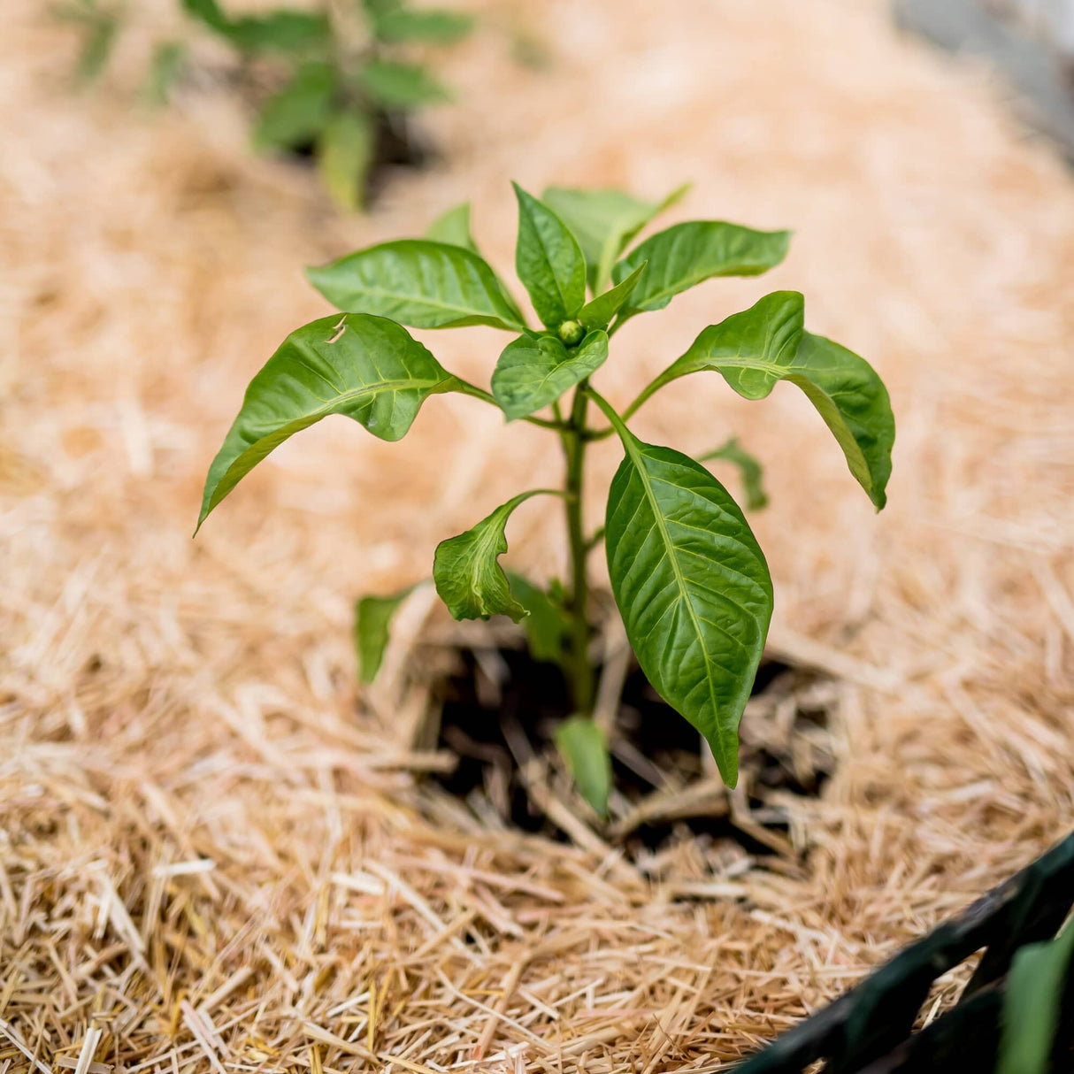 0.5 Cu. Ft. GardenStraw Mini Premium Mulch