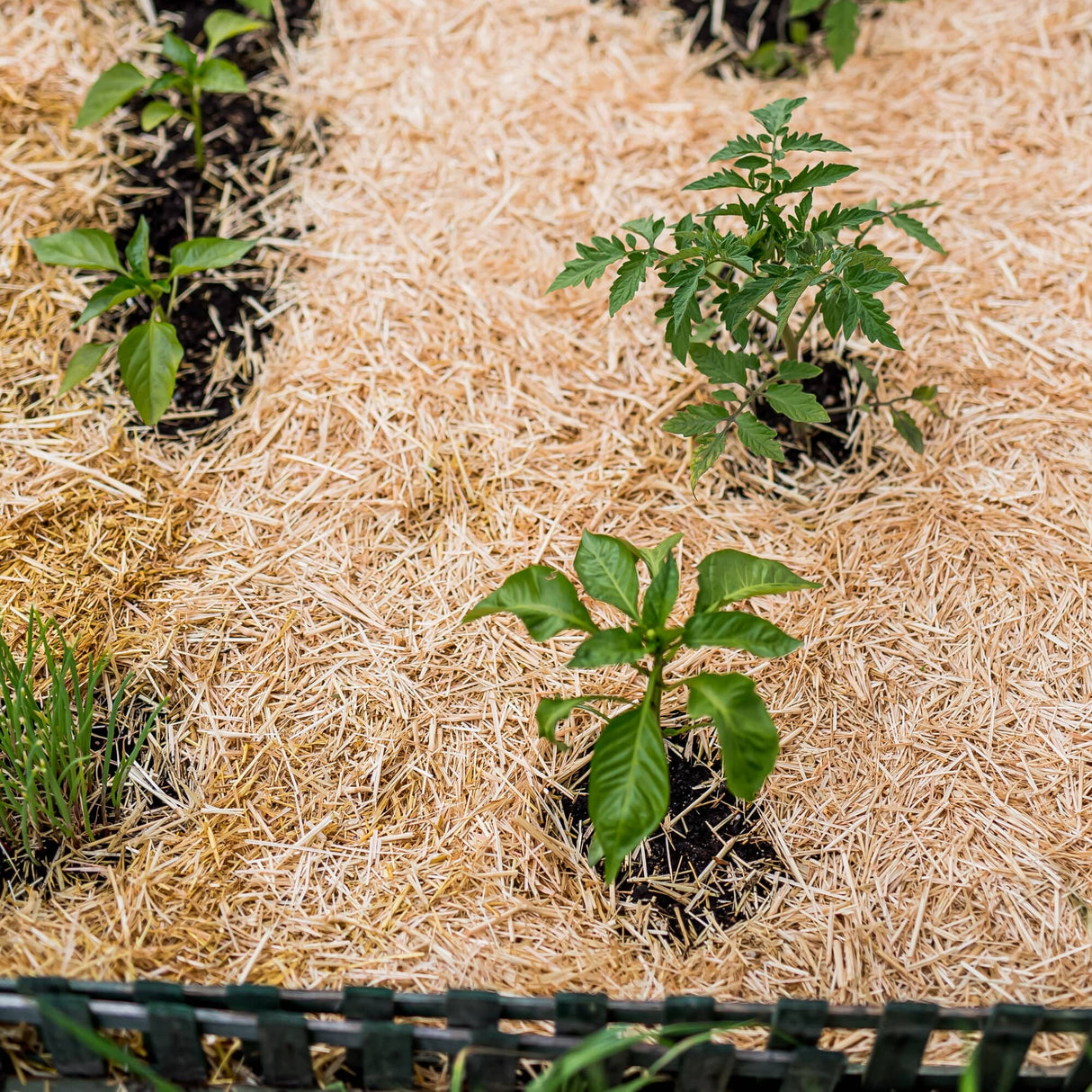 0.5 Cu. Ft. GardenStraw Mini Premium Mulch