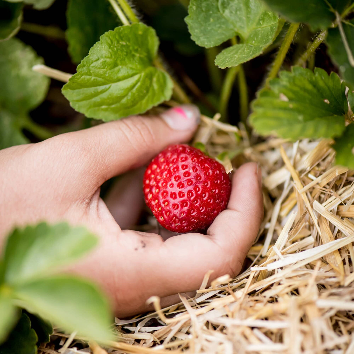 0.5 Cu. Ft. GardenStraw Mini Premium Mulch