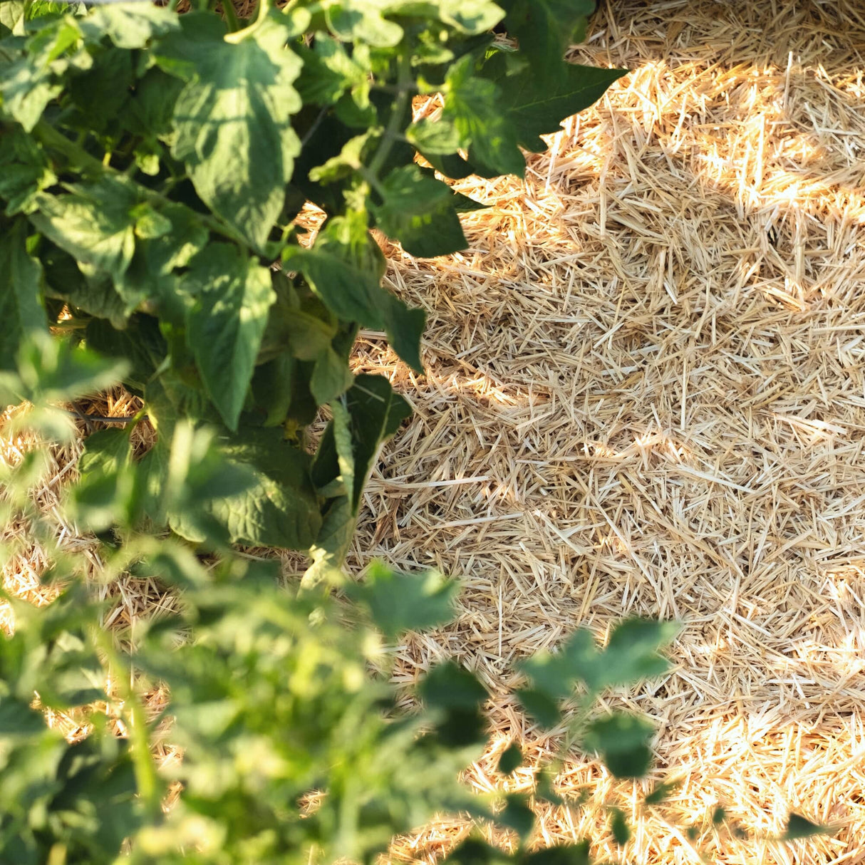 0.5 Cu. Ft. GardenStraw Mini Premium Mulch