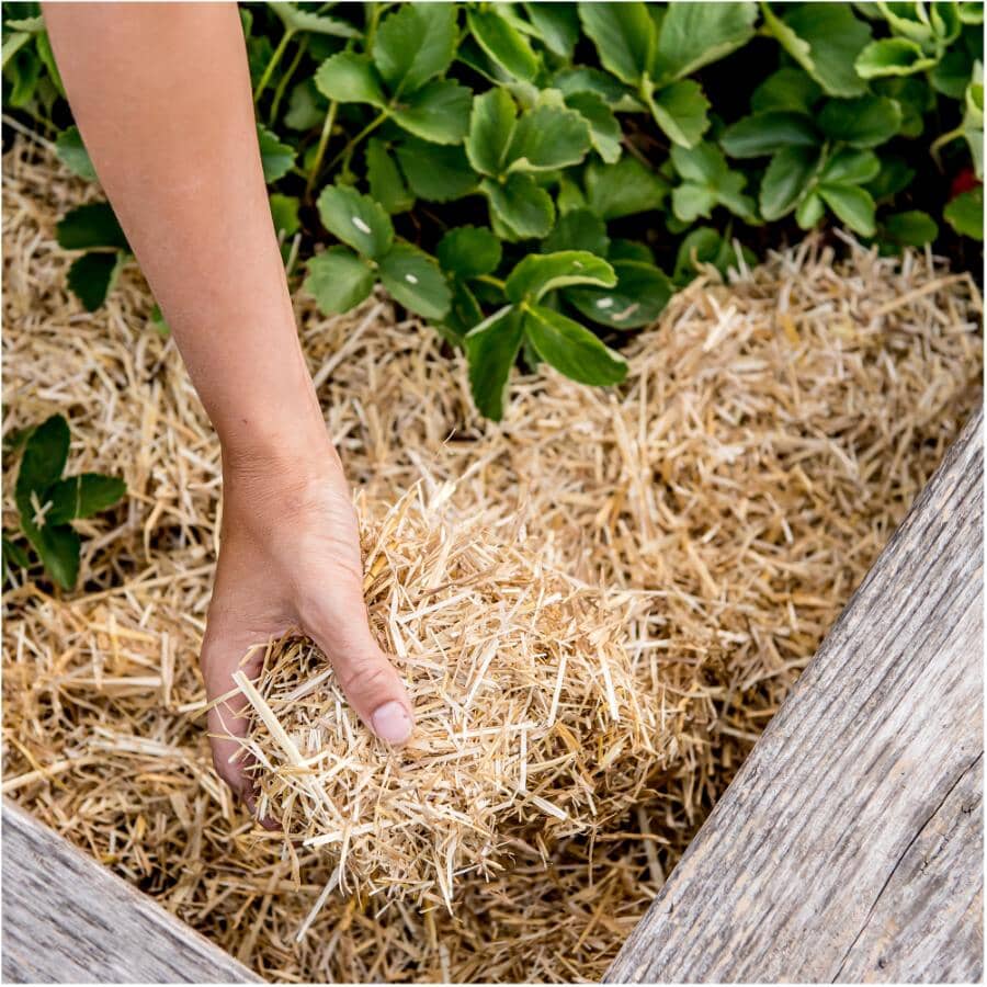 0.5 Cu. Ft. GardenStraw Mini Premium Mulch