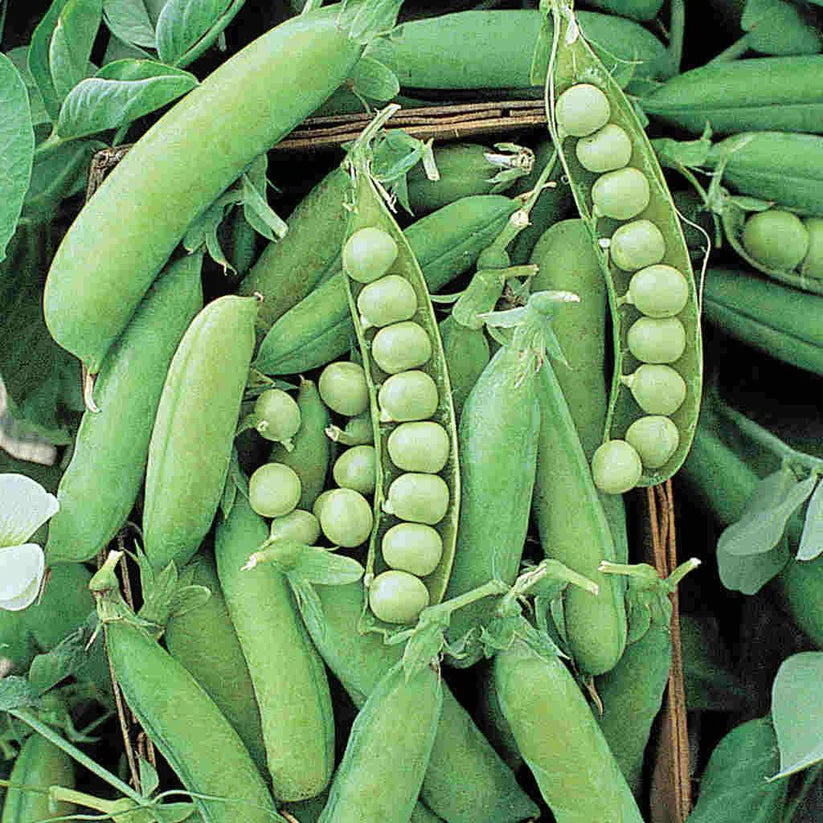Alaska Pea Seeds