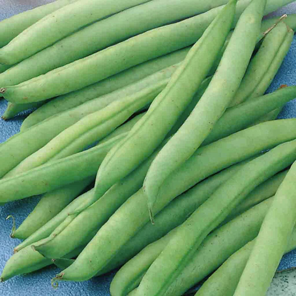 Greencrop Bean Seeds