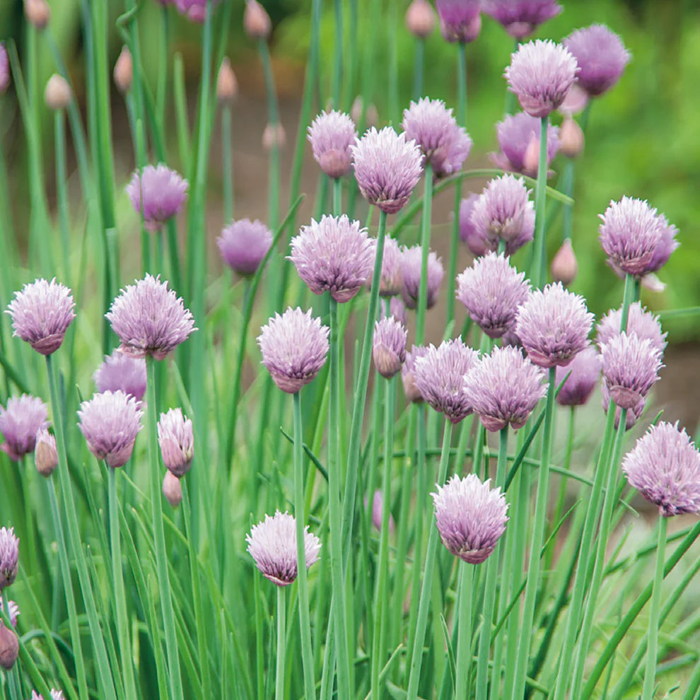 Chives Seeds