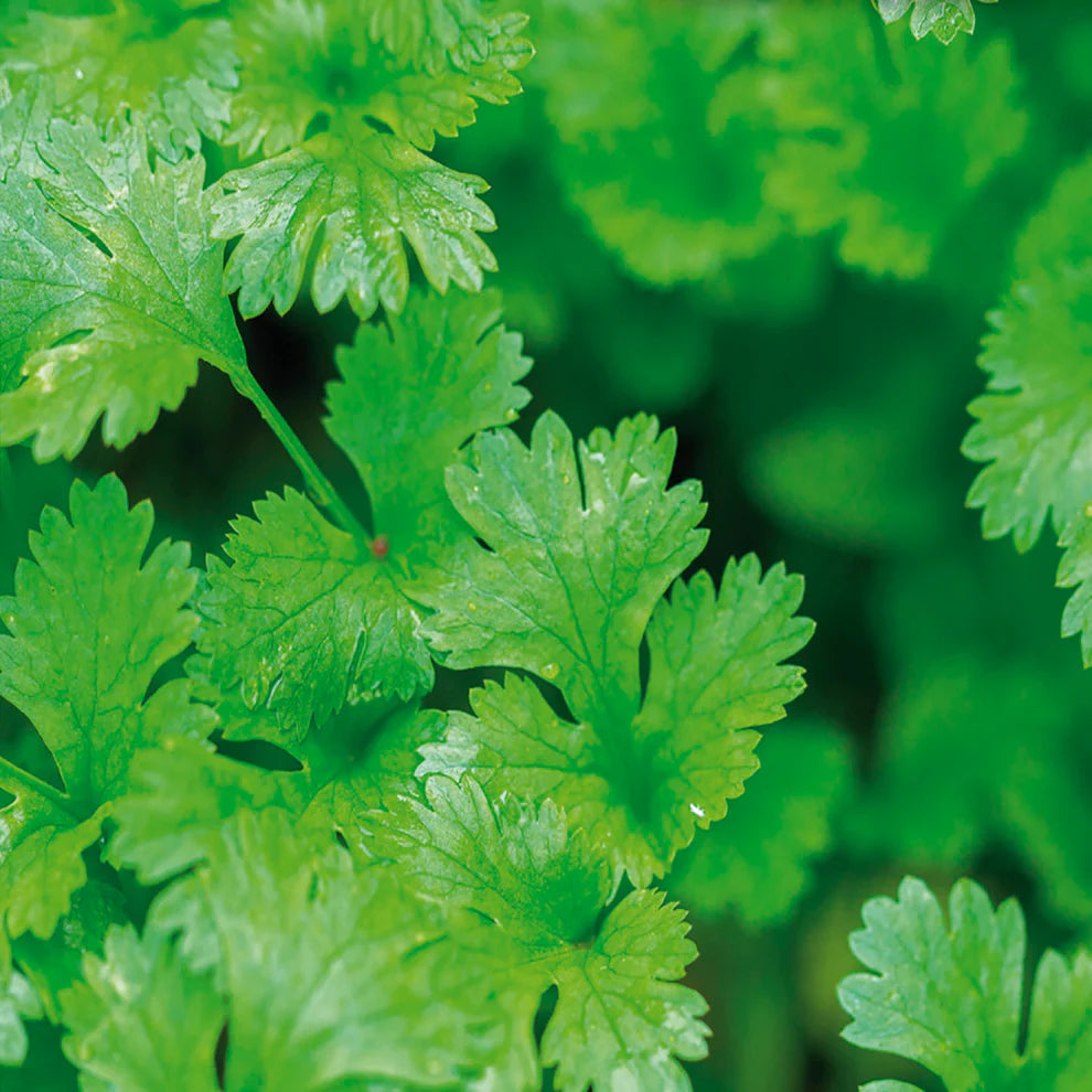 Cilantro Coriander Seeds