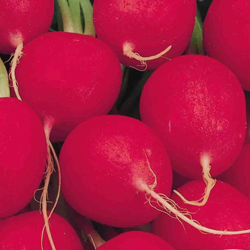 Crimson Giant Champion Radish Seeds