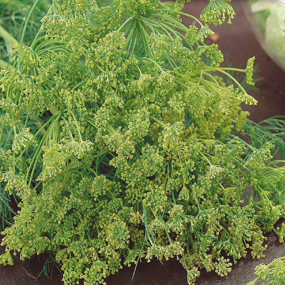Dill Seeds