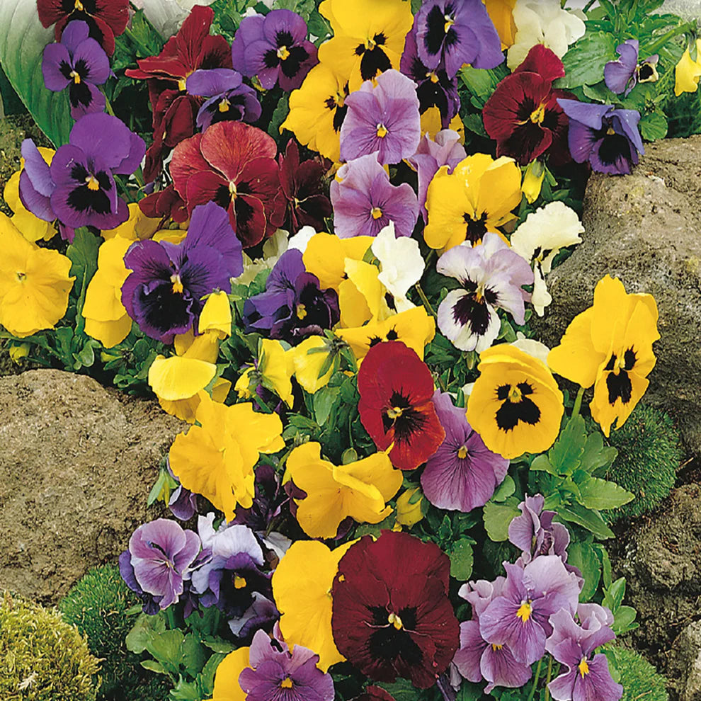 Pansy Show Swiss Giant Seeds