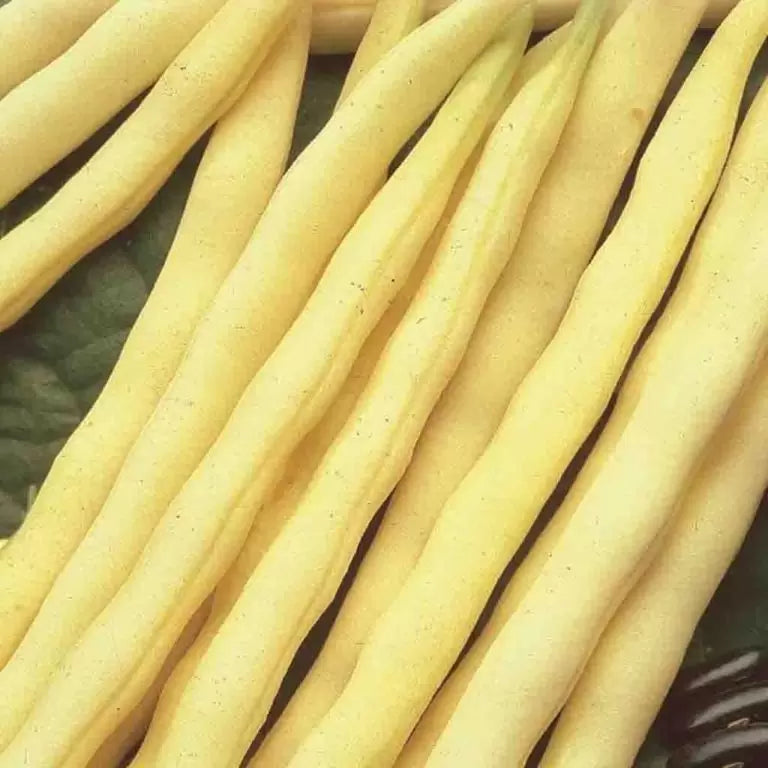 Pencil Pod Black Wax Bean Seeds