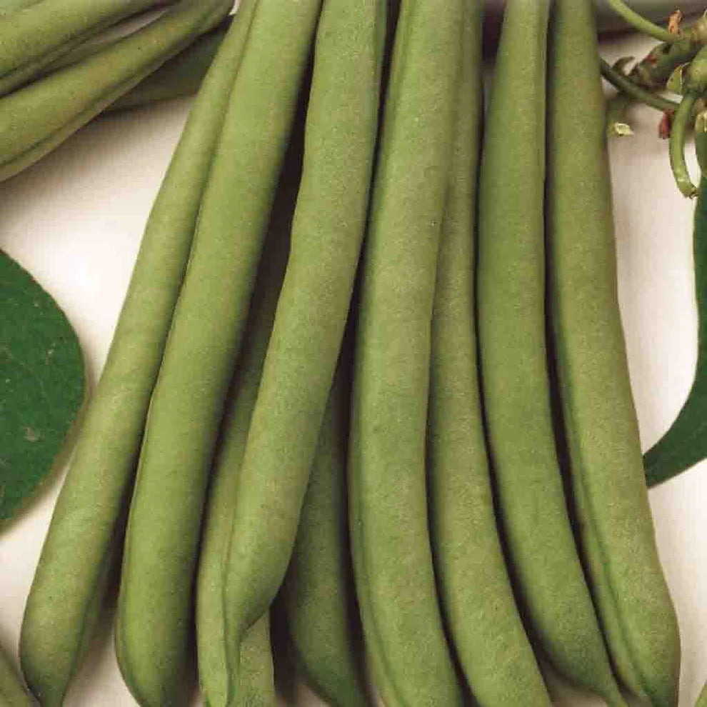 Stringless Green Pod Bean Seed