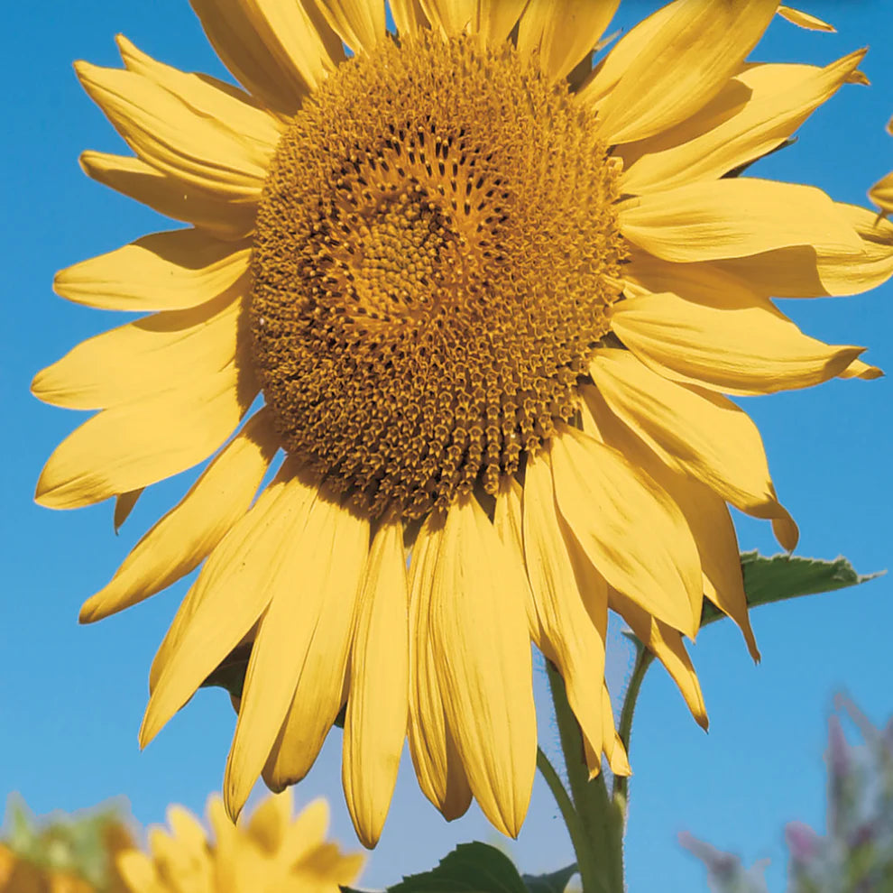 Golden Hedge Sunflower Seeds