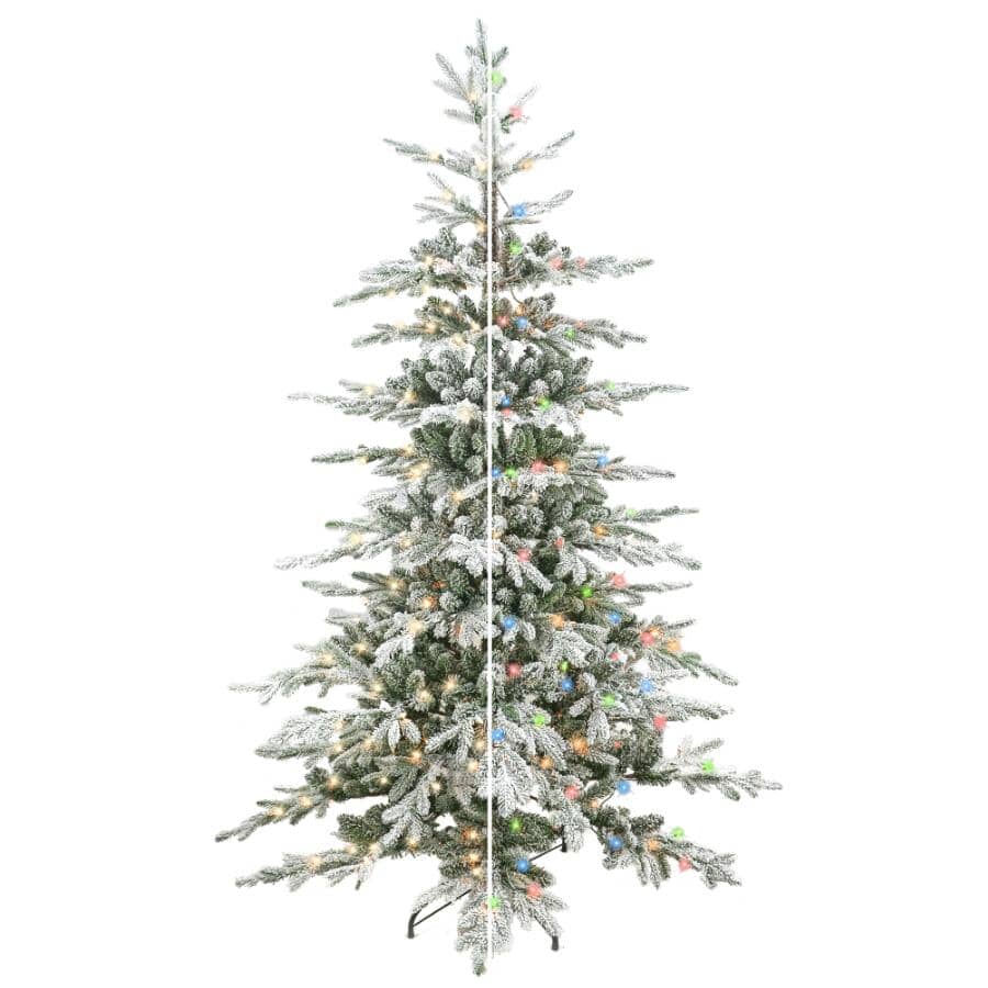 7' Freshcut Noble Fir Christmas Tree - with 300 Colour Changing Concave LEDs