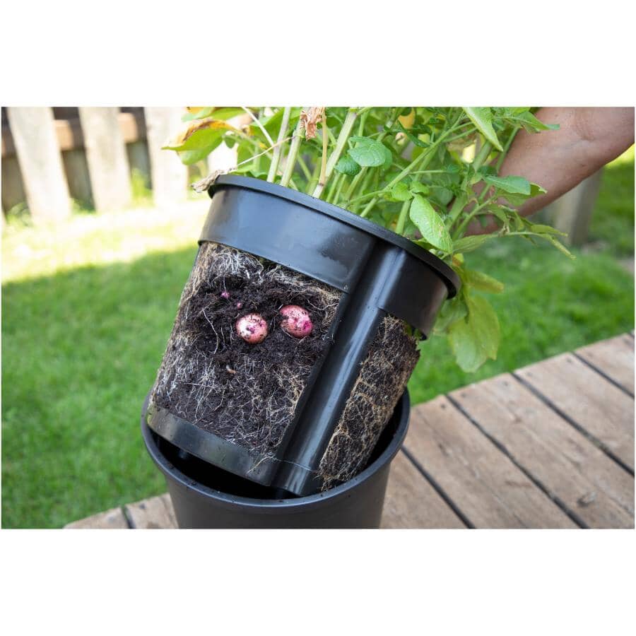 Potato Harvest Planter - 2 Piece