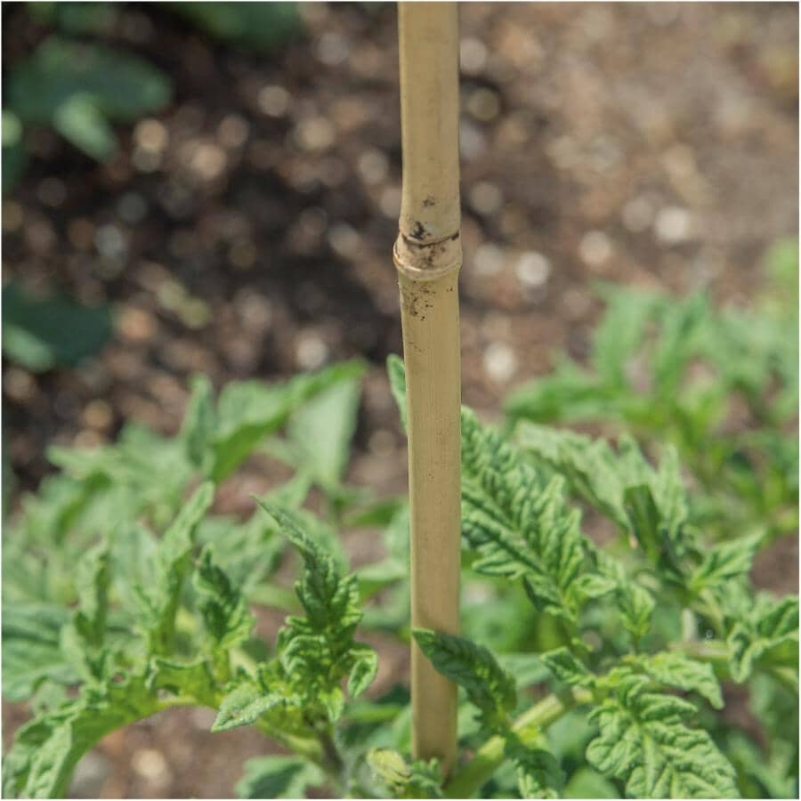 4' Bamboo Plant Stakes - 8mm - 10mm, 12 Pack