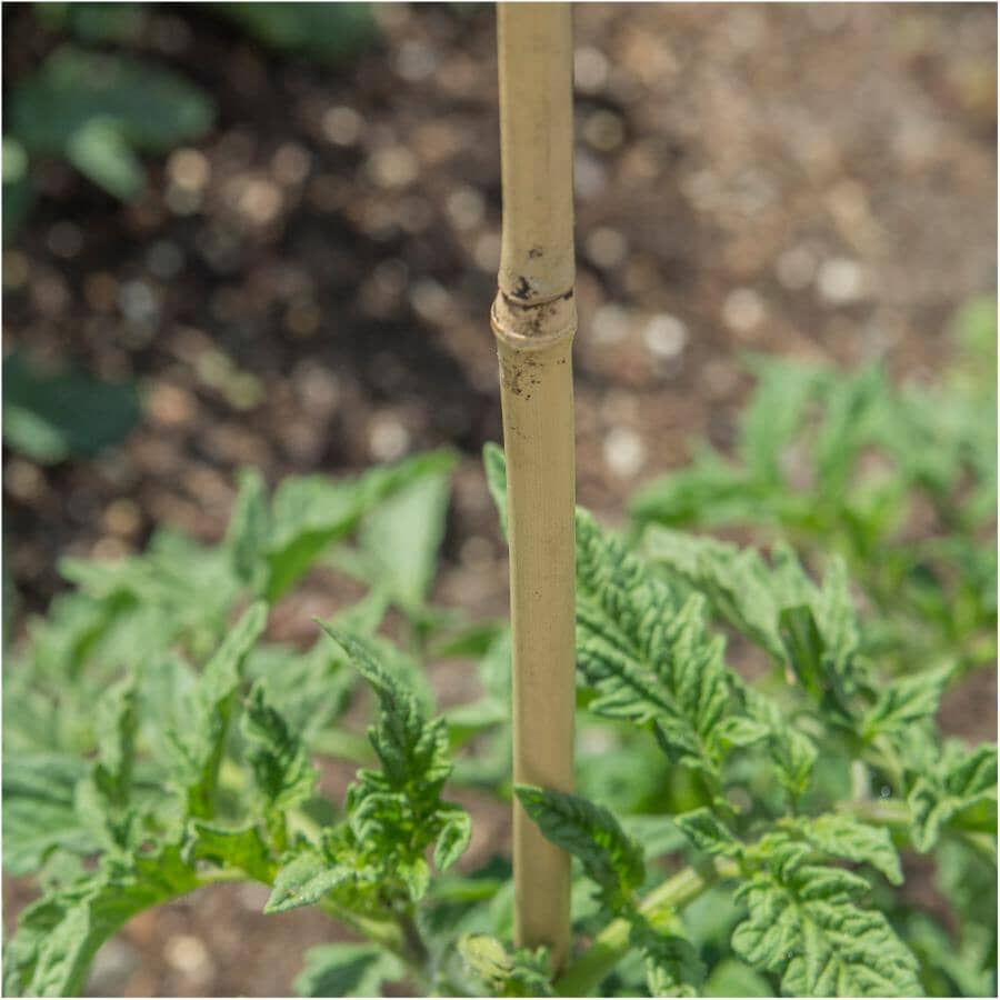 5' Heavy Duty Bamboo Plant Stakes - 8mm - 10mm, 6 Pack