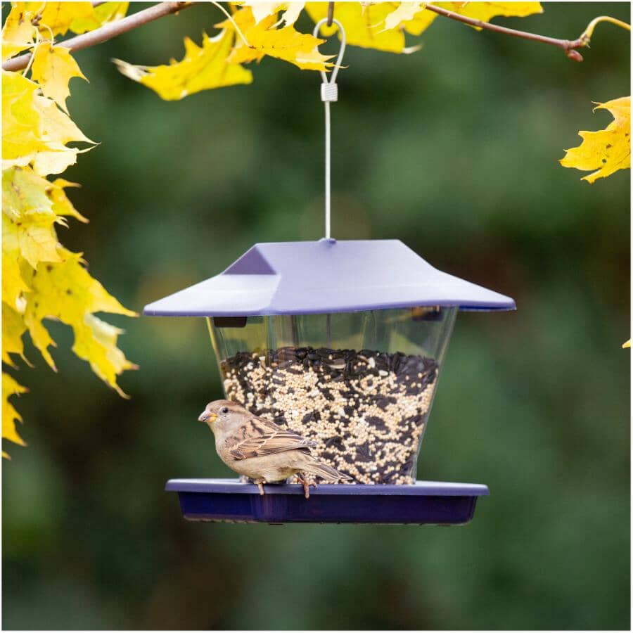 Ranch Hopper Bird Feeder - Purple, 1.7 lb Capacity