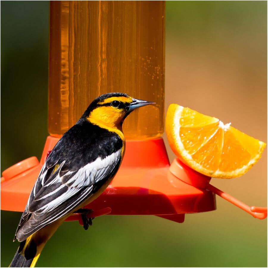 Oriole Glass Bird Feeder - with Bee Guards, 30 oz
