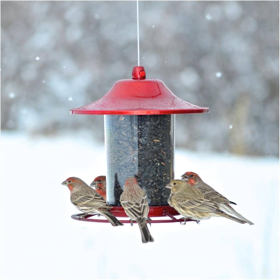 Panorama Hanging Bird Feeder - Red Sparkle, 2 lb Capacity