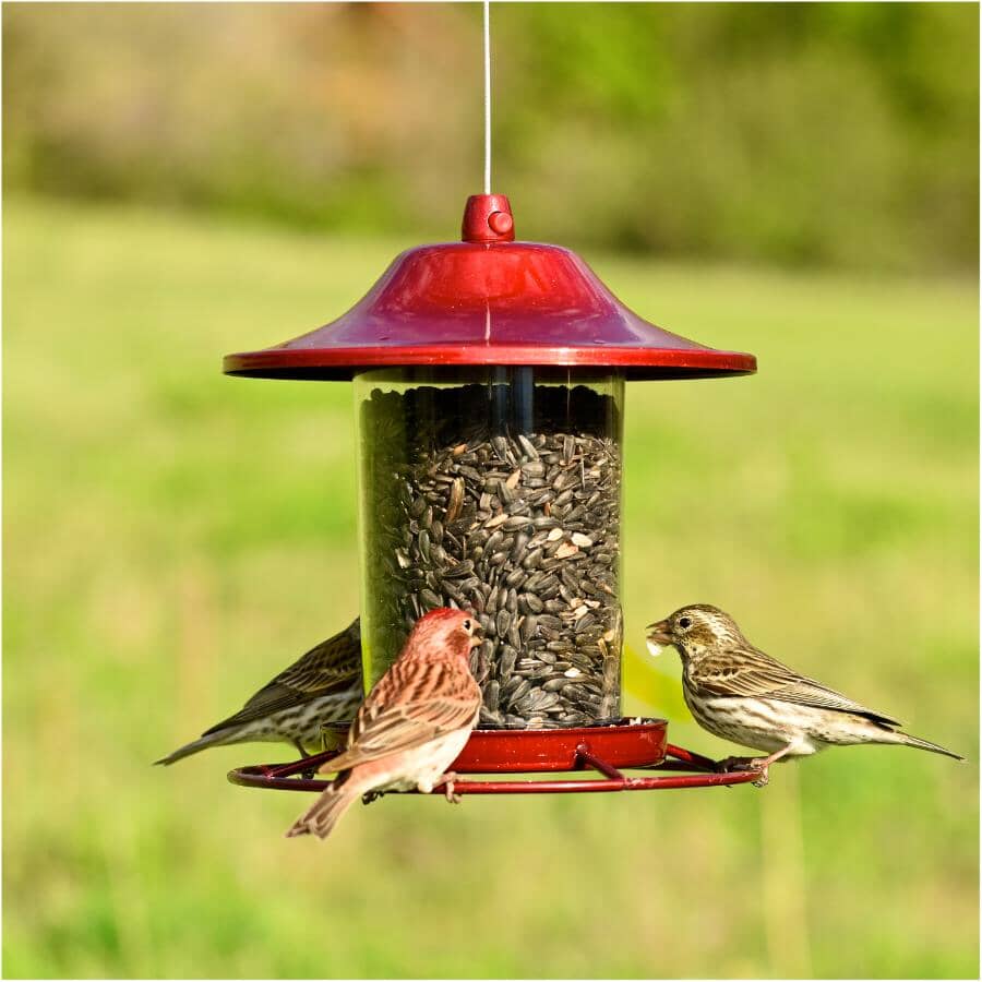Panorama Hanging Bird Feeder - Red Sparkle, 2 lb Capacity
