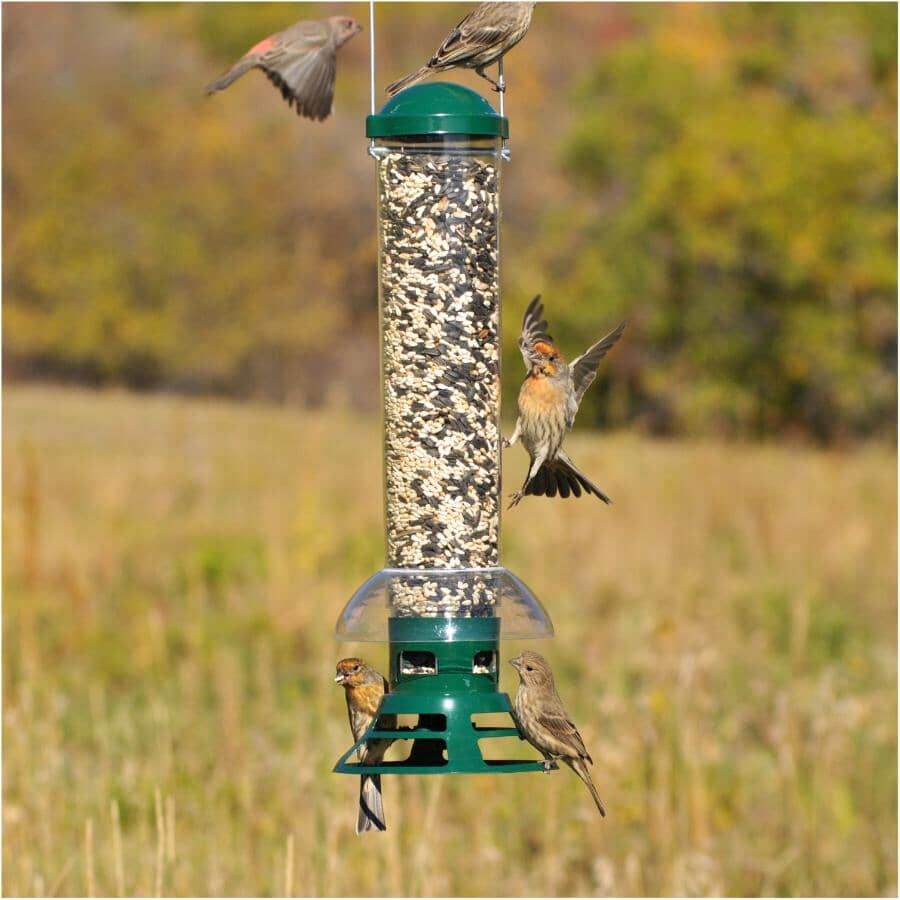 Squirrel Slammer Bird Feeder - 3.5 lb Capacity