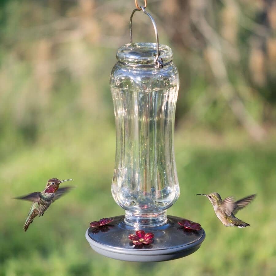 Starglow Vintage Glass Hummingbird Feeder - Clear, 16 oz