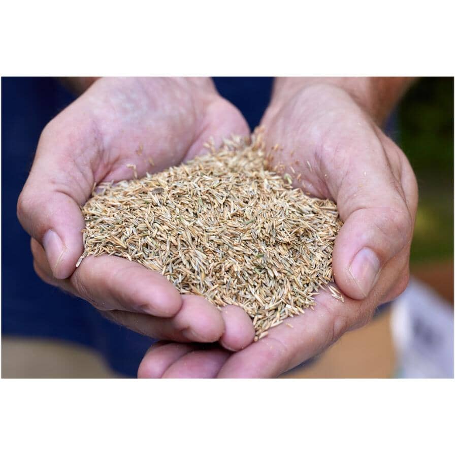 Turf Builder All Purpose Grass Seed - 5 kg