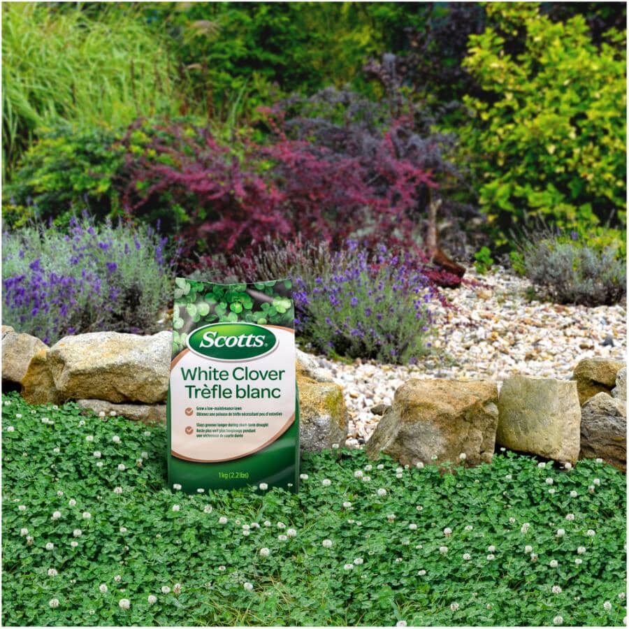 White Clover Grass Seed - 1 kg