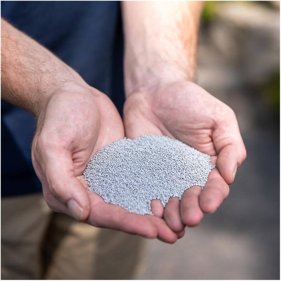 White Clover Grass Seed - 1 kg