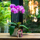 Liquid Orchid Plant Food - 150 g