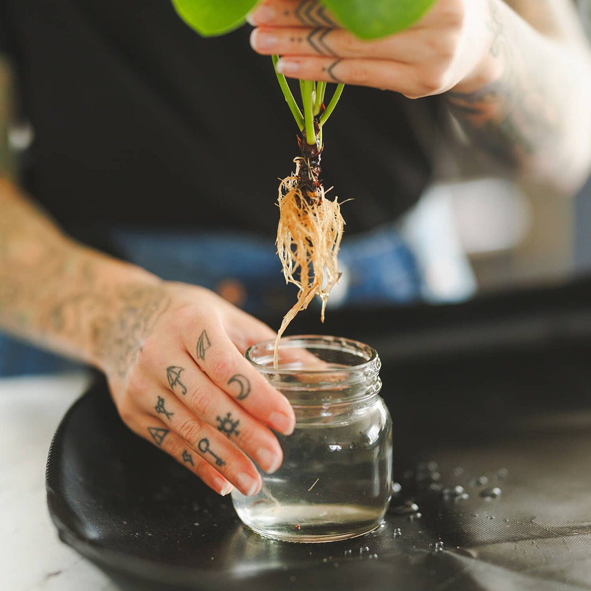 Roots Liquid Root Stimulator with Fungicide - 60 ml