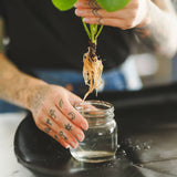 Roots Liquid Root Stimulator with Fungicide - 60 ml