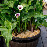 0.5 Cu. Ft. GardenStraw Mini Premium Mulch