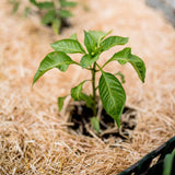 0.5 Cu. Ft. GardenStraw Mini Premium Mulch