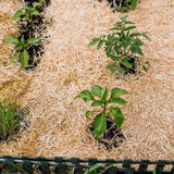 0.5 Cu. Ft. GardenStraw Mini Premium Mulch
