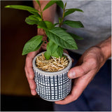 0.5 Cu. Ft. GardenStraw Mini Premium Mulch