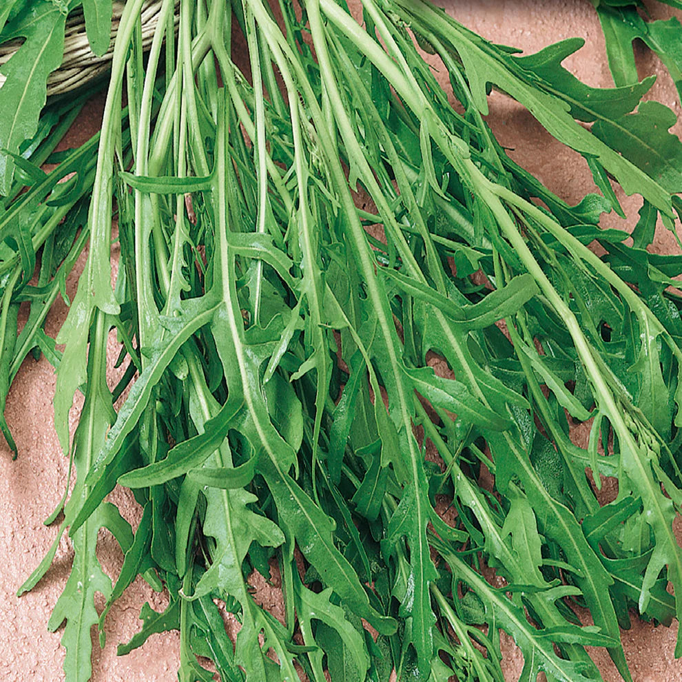 Arugula Roquette Seeds