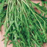 Arugula Roquette Seeds