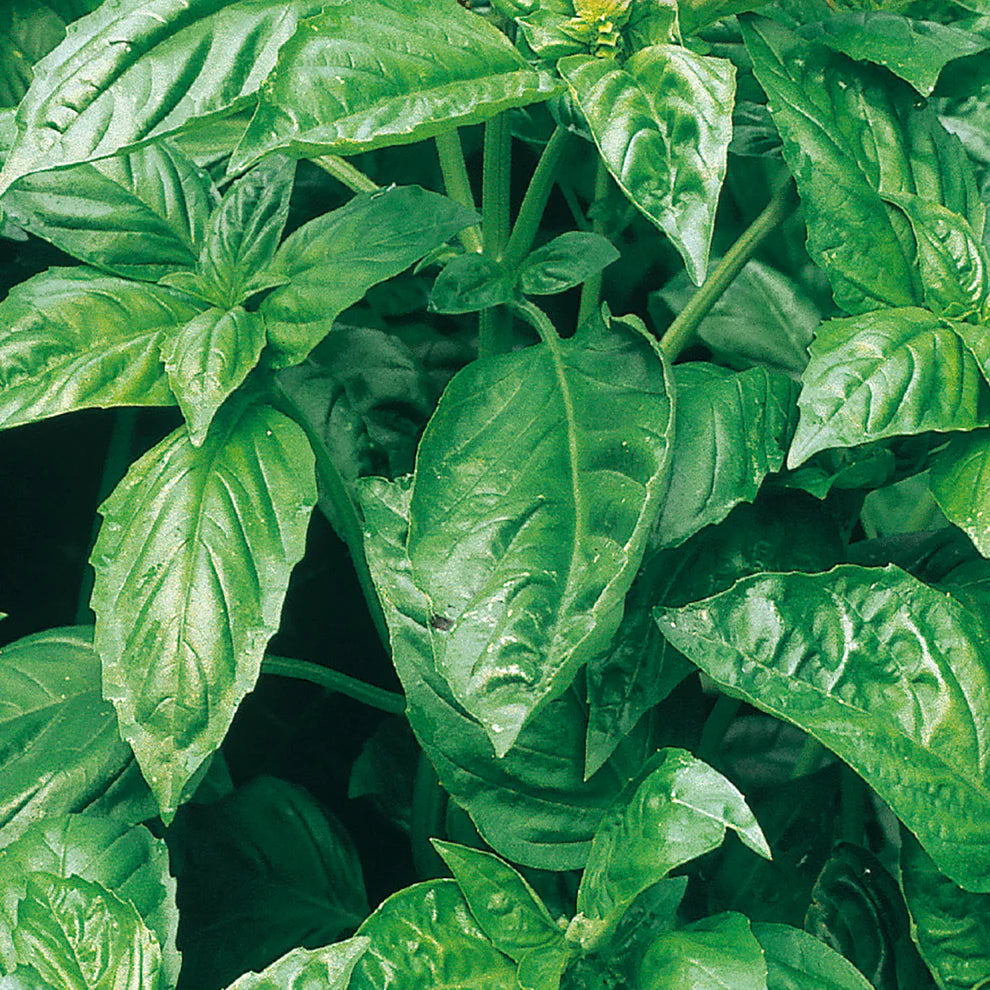 Cinnamon Basil Seeds