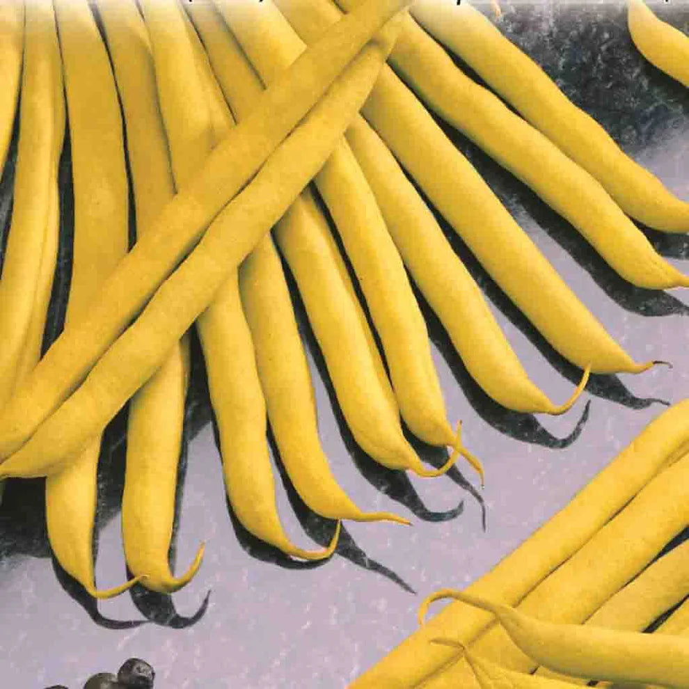Improved Golden Wax Bean Seeds