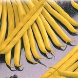 Improved Golden Wax Bean Seeds