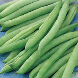 Greencrop Bean Seeds