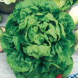 Buttercrunch Lettuce Seeds