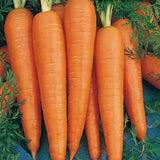 Red Cored Danvers Carrot Seeds
