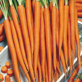 Tenderlong Imperator Carrot Seeds