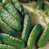 National Pickling Cucumber Seeds