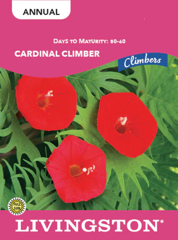 Cardinal Climber Seeds