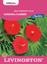 Cardinal Climber Seeds