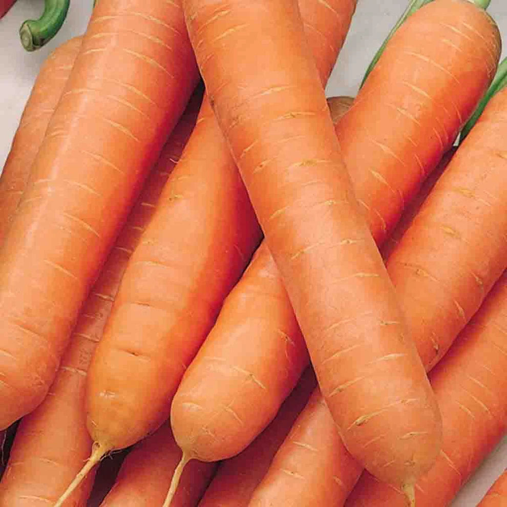 Nantes Touchon Carrot Seeds