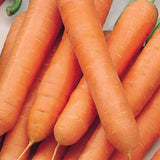 Nantes Touchon Carrot Seeds