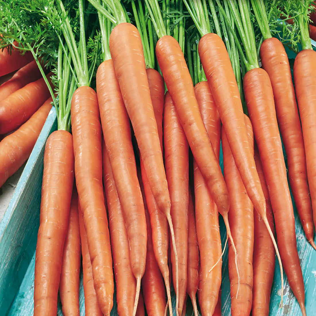 Tendersweet Long Carrot Seeds